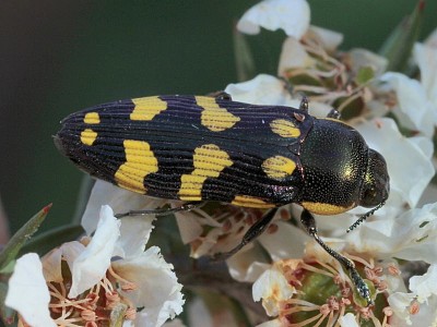 פאזל של Castiarina victoriensis