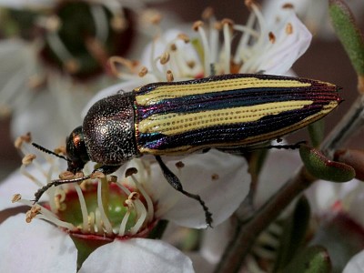 Castiarina vittata