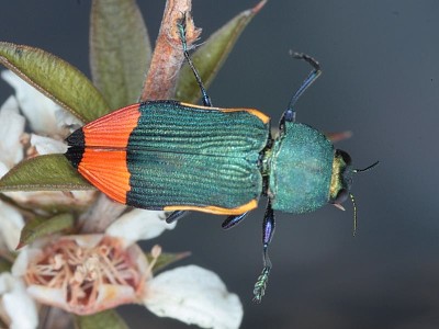 Castiarina kerremansi