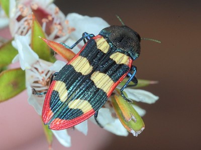 Castiarina punctatosulcata