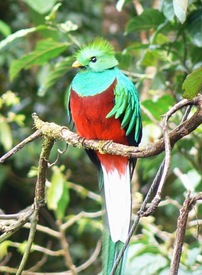 Quetzal jigsaw puzzle