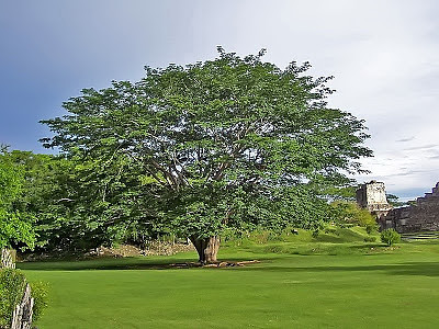 פאזל של Ceiba