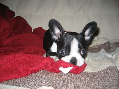 boston terrier