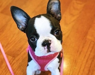 פאזל של boston terrier