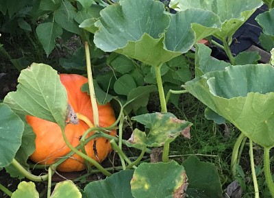 Pumpkin and leaves