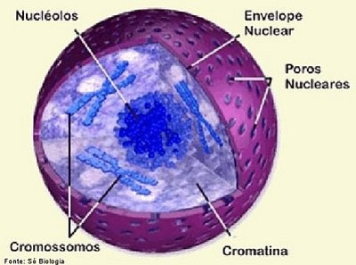 Nucleo