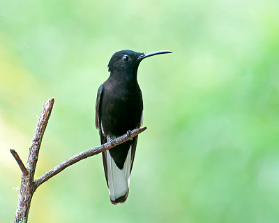 פאזל של Giacobino nero