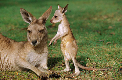 canguro cria