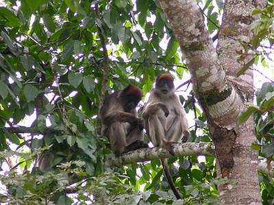 Colobo rosso dell 'uganda