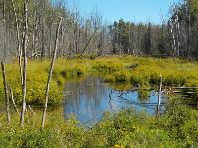 Pretty woods swamp   L