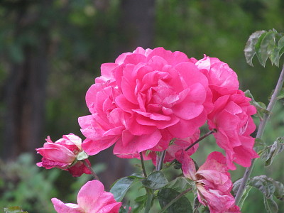 Pink roses