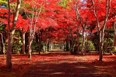 maple jigsaw puzzle