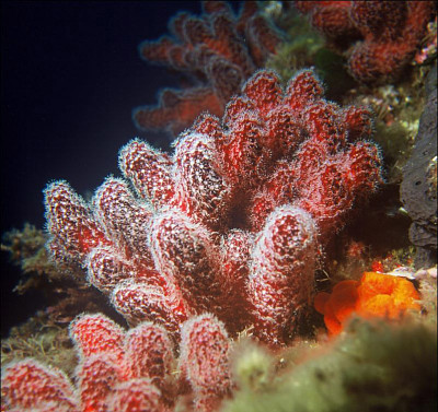 Alcyonium jigsaw puzzle