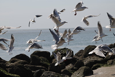 mouettes jigsaw puzzle