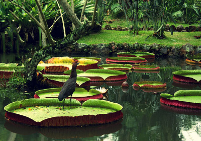 Vitoria Regia - Amazonas - Brasil