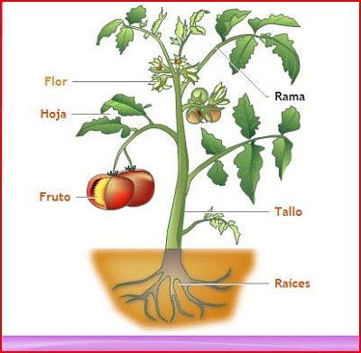 partes de la planta jigsaw puzzle