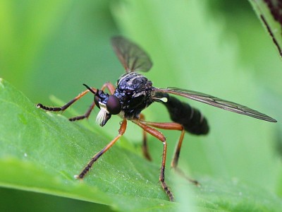 פאזל של Dioctria cothurnata