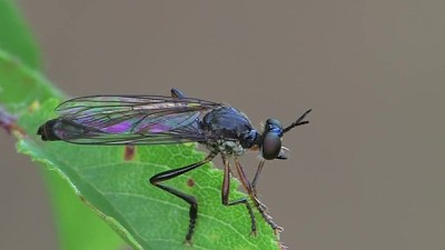 פאזל של Dioctria hyalipennis