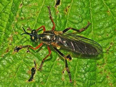 Dioctria rufipes