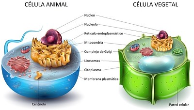 CÃ©lula animal y vegetal