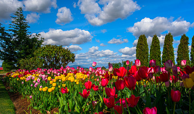פאזל של flores - Tulipanes