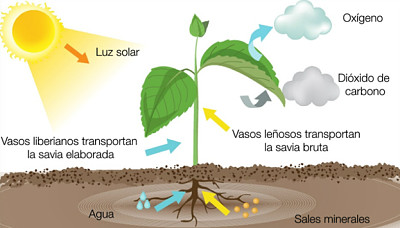 NutriciÃ³n