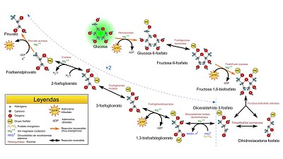 Pon a prueba tu conocimiento sobre GLUCÃ“LISIS