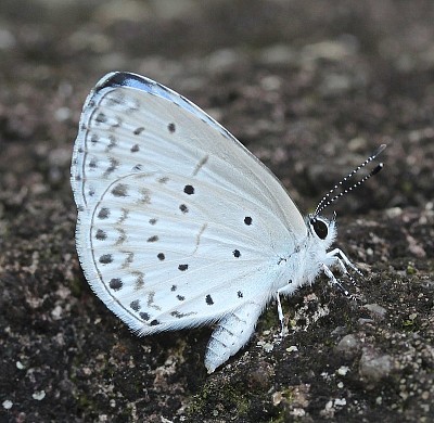 Celastrina argiolus