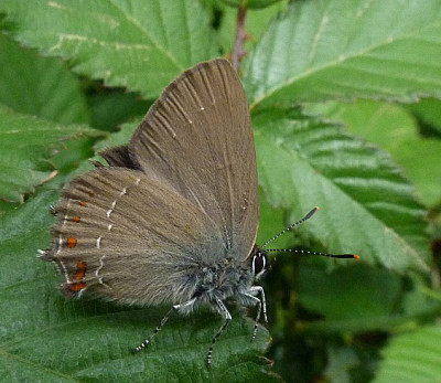 פאזל של Satyrium esculi