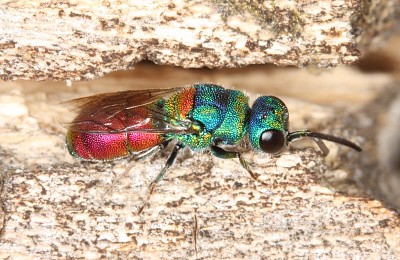 Churysididae