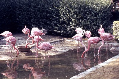 פאזל של flamand rose