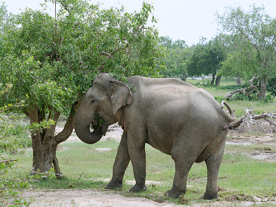 Elefante dello sri lanka
