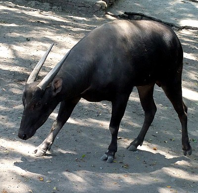 Anoa jigsaw puzzle