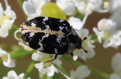 פאזל של Anthrenus scrophulaire