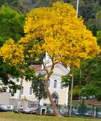 פאזל של flores