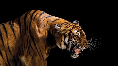 פאזל של tigre