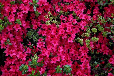 flores - Azalea