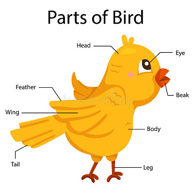 פאזל של PARTS OF BIRDS