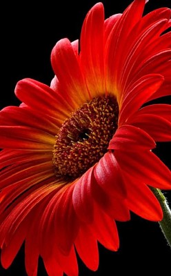 flores8