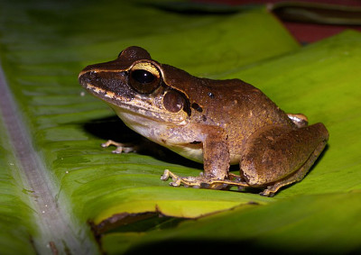 Craugastoe raniformis