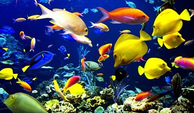 פאזל של animales del mar