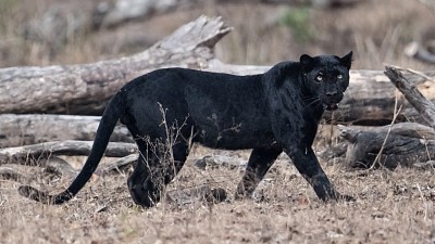 Black Panther jigsaw puzzle