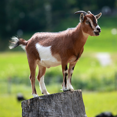 פאזל של Goat