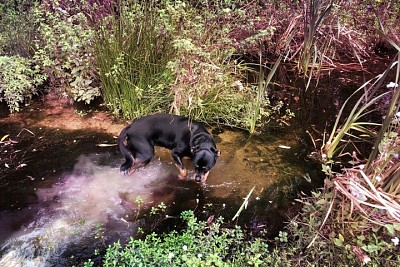 Saphyr dans l 'eau