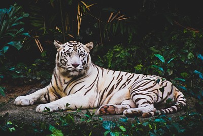 Tigru in jungla