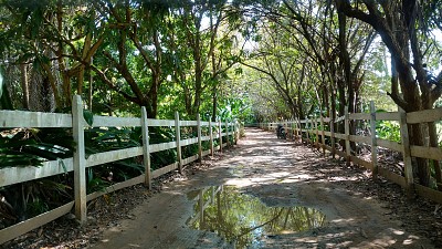 פאזל של Caminho para a Praia dos   Carneiros/PE