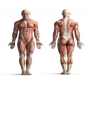 MÃšSCULOS DEL CUERPO HUMANO jigsaw puzzle