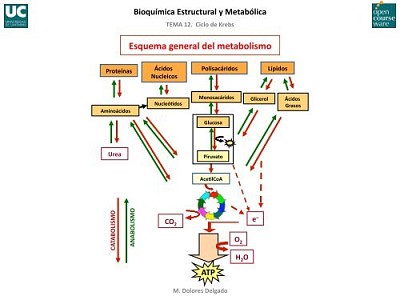 ESQUEMA GENERAL DEL METABOLISMO