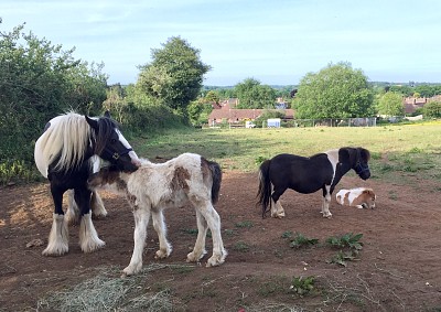 Mares and Foals