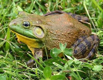 Lithobates catesbeianus jigsaw puzzle